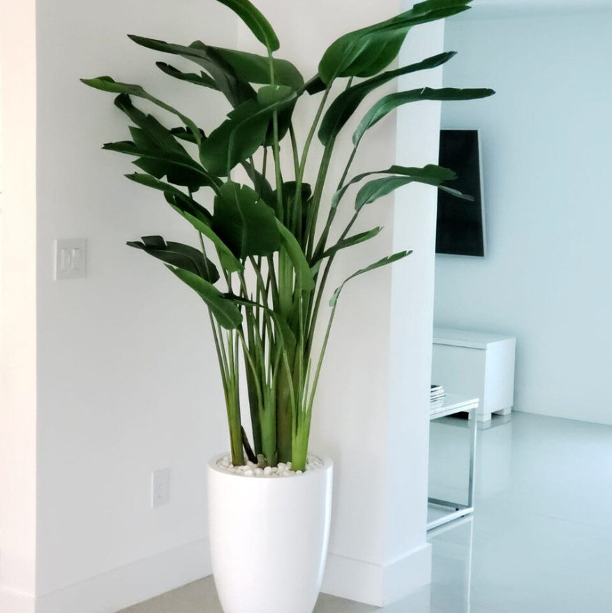 Bird of Paradise with Ben Planter in Glossy White