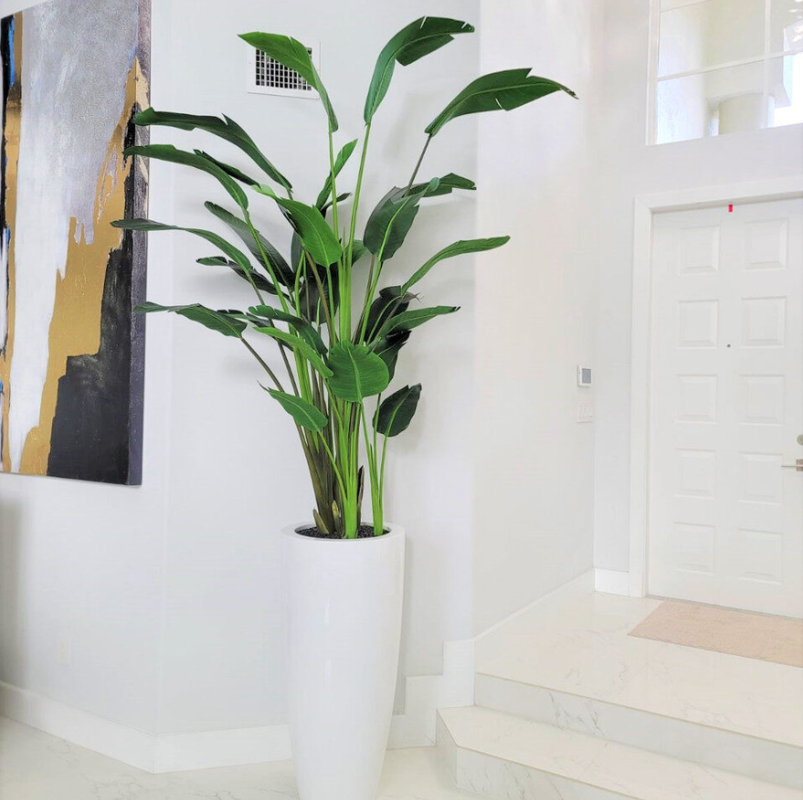 Bird of Paradise with Large Dax Planter in Glossy White