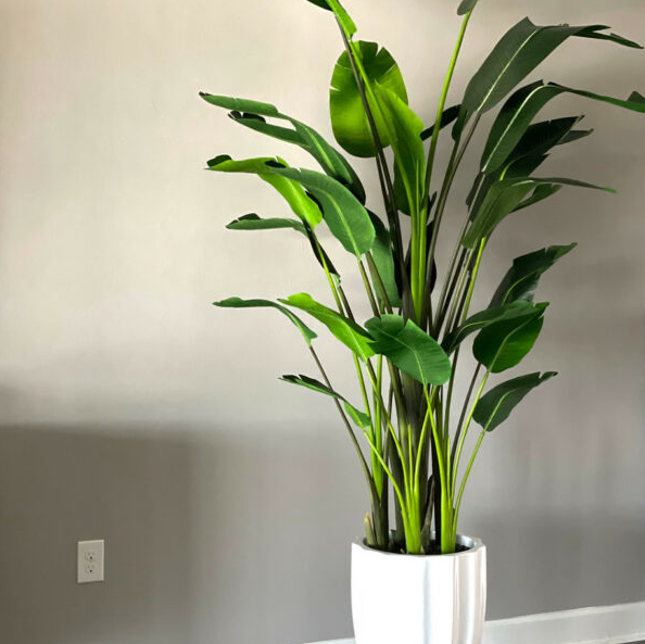 The Alicante planter in glossy white with a 2.74m Bird of Paradise.