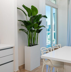 Bird of Paradise with Jort Slim Medium Planter in Glossy White