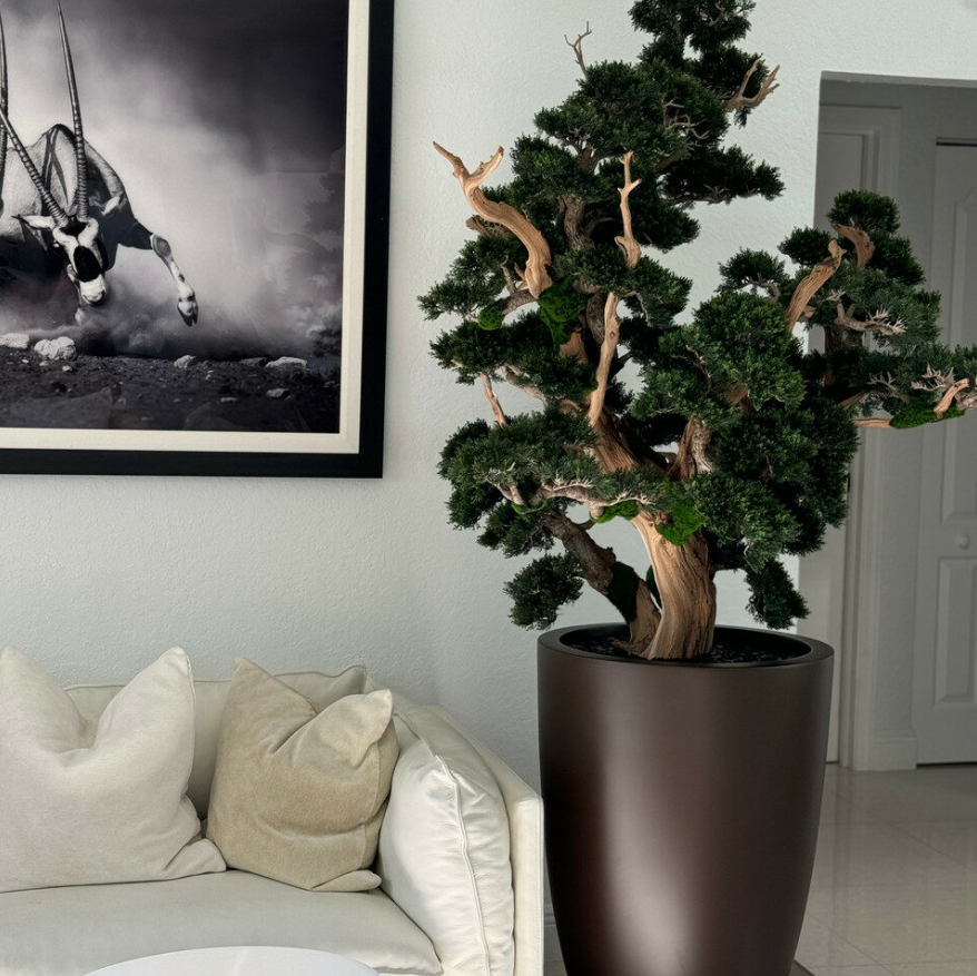 Oversized Bonsai in Matte Brown Brannan Planter